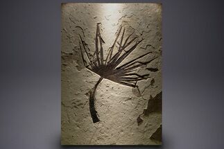 Impressive Fossil Palm and Fish Mural - Ready To Hang #382737