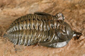 Uncommon Pseudocryphaeus (Cryphina) Trilobite - Lghaft, Morocco #382858
