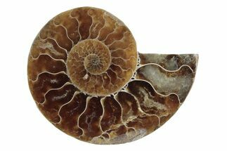 Cut & Polished Ammonite Fossil (Half) - Madagascar #377639