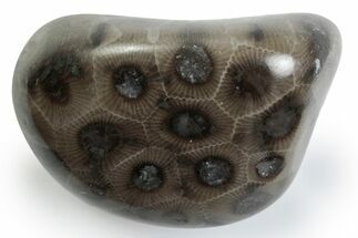 Polished Petoskey Stone (Fossil Coral) - Michigan #383088