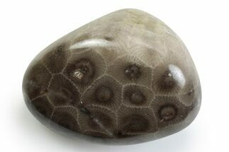 Polished Petoskey Stone (Fossil Coral) - Michigan #383093