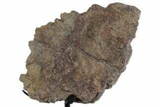 Dinosaur (Triceratops) Frill Shield Section w/ Stand - South Dakota #383236