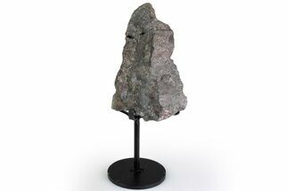 Fossil Sauropod Vert Process Section w/ Metal Stand - Colorado #383250