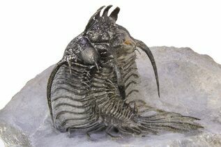 Premium Specimens For Sale