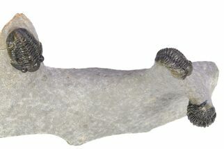 Three Nicely Presented Gerastos Trilobite Fossils - Morocco #383226