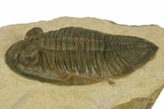 Rare Odontochile Trilobite - Morocco #382686