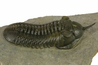 Prone Morocconites Trilobite Fossil - Ofaten, Morocco #382687
