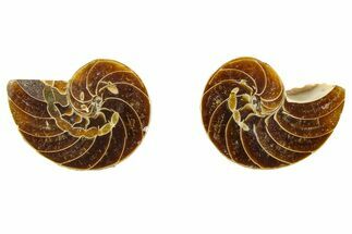 Cut & Polished Nautilus Fossils - / to Size #383372
