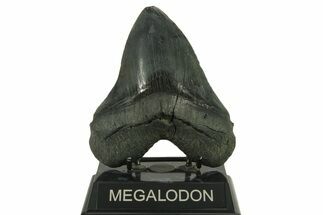 Serrated, Fossil Megalodon Tooth - South Carolina #383187