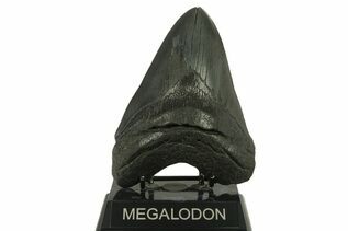 Fossil Shark Teeth For Sale