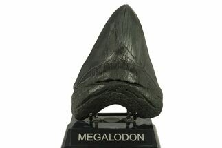 Huge, Serrated, Fossil Megalodon Tooth - South Carolina #383189