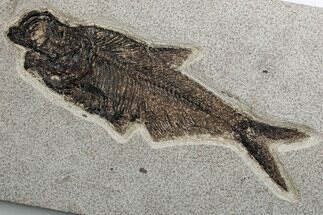 Detailed Fossil Fish (Diplomystus) - Wyoming #382823
