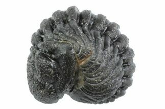 Wide, Bumpy Enrolled Morocops Trilobite - Morocco #383420