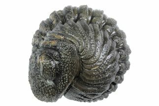 Wide, Bumpy Enrolled Morocops Trilobite - Morocco #383421