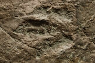 Jurassic Theropod Dinosaur (Eubrontes) Track - Massachusetts #383424
