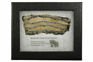 Mammoth Molar Slice With Case - South Carolina #377849