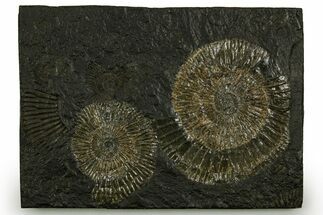 Fossil Ammonite (Dactylioceras) Cluster - Posidonia Shale, Germany #378178