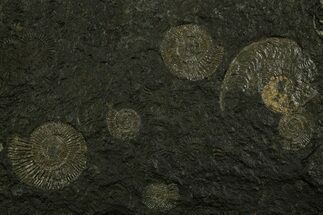 Fossil Ammonite Cluster - Posidonia Shale, Germany #378184