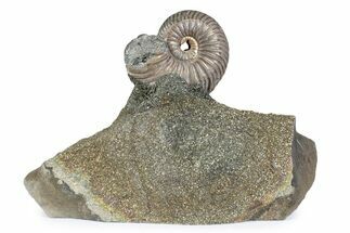 Iridescent Pyritized Ammonite (Quenstedticeras) Fossil Display #383627