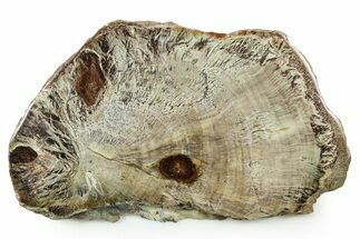 Colorful Polished Petrified Wood Slab - Turkey #383665