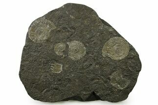 Fossil Ammonite Cluster - Posidonia Shale, Germany #383716