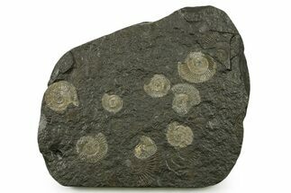 Fossil Ammonite Cluster - Posidonia Shale, Germany #383719