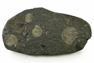 Fossil Ammonite (Dactylioceras) Cluster - Posidonia Shale, Germany #383721