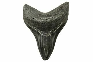 Serrated, Fossil Megalodon Tooth - South Carolina #383695