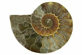 Cut & Polished Ammonite Fossil (Half) - Madagascar #377723