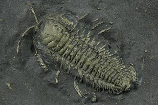 Pyritized Triarthrus Trilobite with Appendages - New York #383764