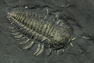 Pyritized Triarthrus Trilobite with Appendages - New York #383767