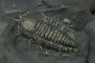 Two Pyritized Triarthrus Trilobites with Appendages - New York #383769