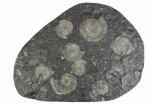 Fossil Ammonite Cluster - Posidonia Shale, Germany #383762