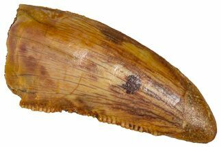 Bargain, Serrated Raptor Tooth - Real Dinosaur Tooth #376817