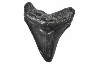 Serrated, Juvenile Megalodon Tooth - South Carolina #383755