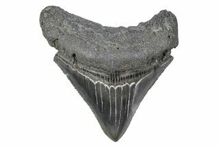 Serrated, Juvenile Megalodon Tooth - South Carolina #383756