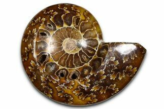 Polished Fossil Ammonite Dish - Madagascar #383903