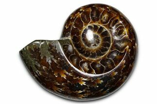 Polished Fossil Ammonite Dish - Madagascar #383904