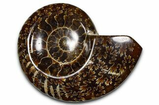 Polished Fossil Ammonite Dish - Madagascar #383907