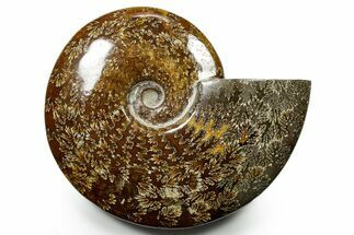 Polished Ammonite (Cleoniceras) Fossil - Madagascar #377347