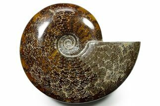 Polished Ammonite (Cleoniceras) Fossil - Madagascar #377348