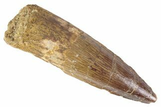 Fossil Spinosaurus Tooth - Real Dinosaur Tooth #383792