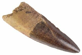 Fossil Spinosaurus Tooth - Real Dinosaur Tooth #383801