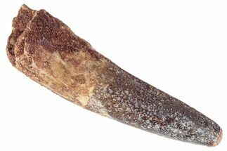 Fossil Spinosaurus Tooth - Real Dinosaur Tooth #383804