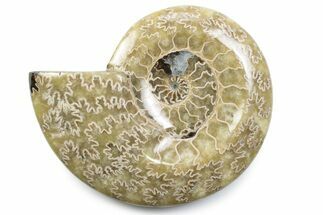 Polished Fossil Ammonite Dish - Madagascar #383930
