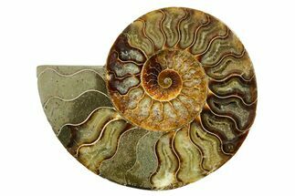 Cut & Polished Ammonite Fossil (Half) - Madagascar #383977