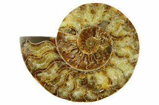Cut & Polished Ammonite Fossil (Half) - Madagascar #383978