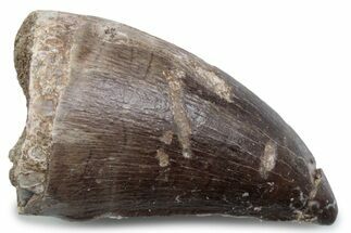 Fossil Mosasaur (Thalassotitan) Tooth - Morocco #384043