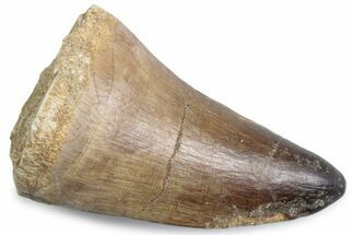 Fossil Mosasaur (Prognathodon currii) Tooth - Rare Type #384071