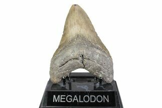 Fossil Megalodon Tooth - North Carolina #384105